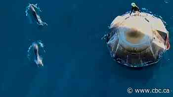#TheMoment dolphins greeted the capsule returning astronauts to Earth