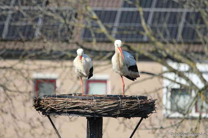 Mamma ooievaar sluit zich aan “dit is een blijvertje”