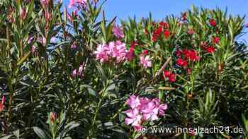 Prächtige Blüte: So erkennen Sie den optimalen Zeitpunkt für den Oleander-Schnitt