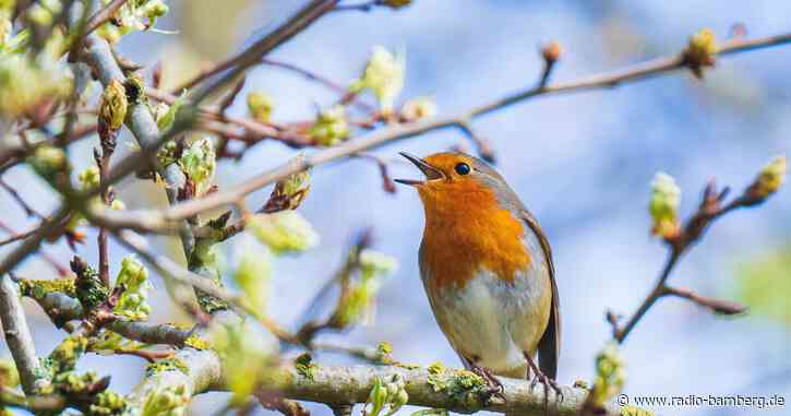 Vogelgrippe: Wildpark Hundshaupten-Vögel in überdachten Vogelhäusern