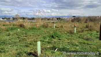 Monti Tiburtini rimossi i 140 alberelli piantati dai cittadini. Alfonsi: “Non erano autorizzati”