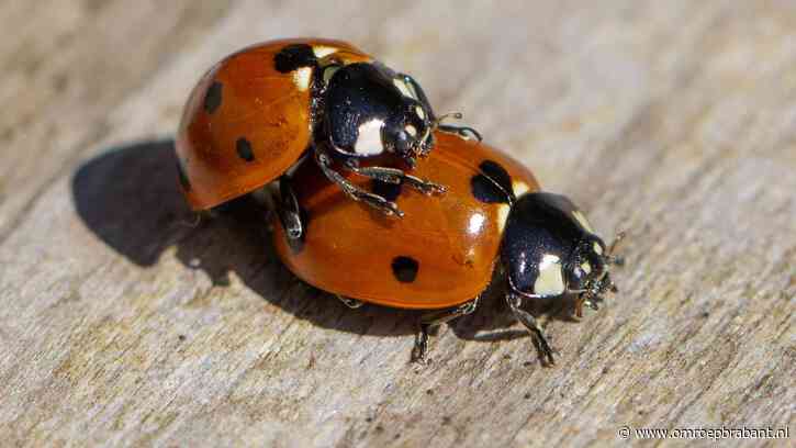 Lentekriebels bestaan echt en dit doen ze met je