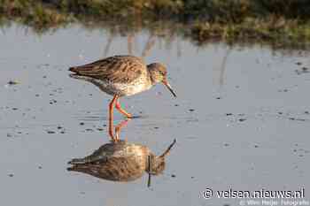 Boswachter roept op tot alertheid  in natuur: “Geef jonge dieren een kans tijdens het broedseizoen”