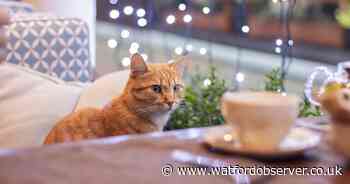Calls for cat cafes to be 'phased out' due to concerns of animal welfare