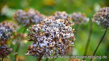 Hat Ihre Hortensie Frost abbekommen? Machen Sie den Test