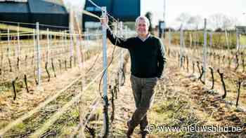 Wijnproductie in Limburg keldert met 68 procent: “Nachtvorst was dodelijk”