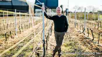 Wijnproductie in Limburg keldert met 68 procent: “Nachtvorst was dodelijk”