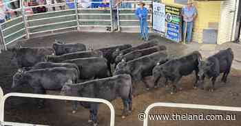 Grafton heifers on the rise as local buyers bid to gamble in wake of Alfred