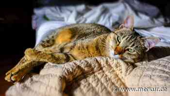 Katze im Bett: Ist das gesund oder unhygienisch? 