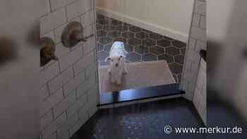 TikTok-Liebling: Baby-Ziege unterbricht Frauchens Duschritual und wird zum Internet-Star