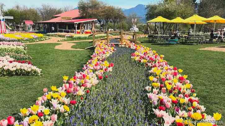 Sweet Spring festival kicks off the season at Greendale Acres