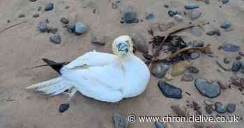 RSPCA issues warning after gannet caught in wire on Northumberland beach