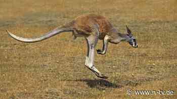 Besondere Art der Fortbewegung: Warum hüpft das Känguru? Forscher haben einen Verdacht