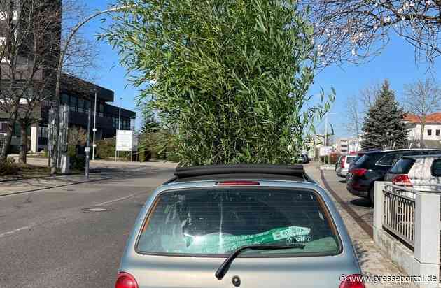 POL-PDNW: Wuchernde Ladung - Bambustransport der ungewöhnlichen Art