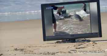 No rules broken: The reel truth behind the great white shark caught on Outer Banks