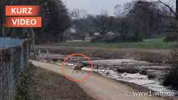 Möglicherweise Wölfe in Erkrath und Bottrop gesichtet