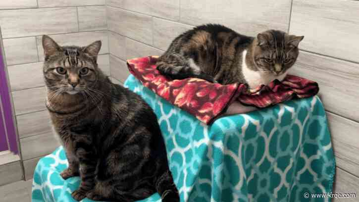 Animal Humane New Mexico helps pet owners in crisis by providing free boarding to animals