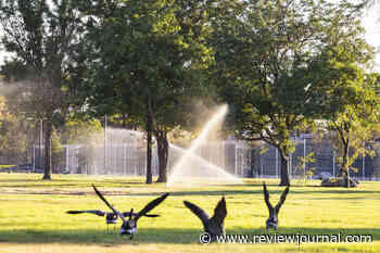 Yard looking bare? Clark County wants to cover your lawn with a free tree