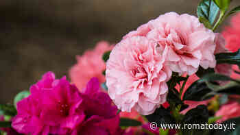 Torna a Civitavecchia Terme in Fiore, l’eccellenza del florovivaismo italiano