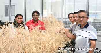 Wild barley genomics mapped for climate resilience, as grain research boosted