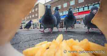 Topfoto dankzij een zakje friet: dit zijn de beste Britse natuurfoto’s van het jaar