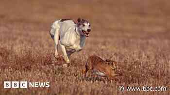 Lib Dem leader's warning over hare coursing gangs