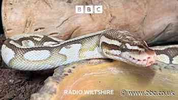 Snake found in Swindon toilet