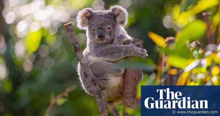 Chlamydia detected in Sydney’s only disease-free koala population