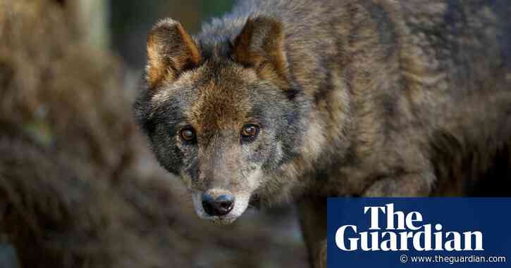 Spanish parliament vote on cutting food waste will end ban on wolf hunting