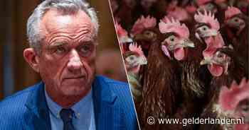 Amerikaanse minister van Volksgezondheid wil vogelgriep zijn gang laten gaan: ‘Desastreus idee’