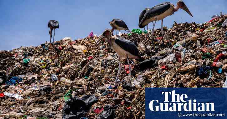 First evidence of microplastic buildup in bird lungs found in new study