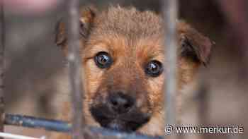 Pläne für neues Tierheim in Maisach