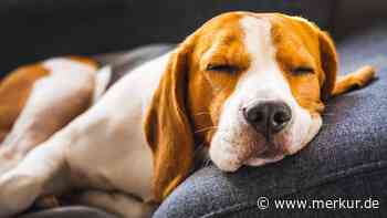 Hund schnarcht: niedlich oder besorgniserregend?