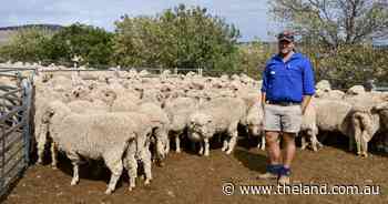 'Productive' ewes win the Cooatmundra flock ewe competition
