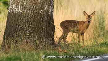 Warum jetzt wieder die Gefahr für Wildunfälle steigt