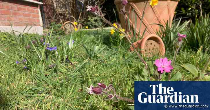 Country diary: A tiny wildflower meadow with bespoke bee habitats | Kate Bradbury