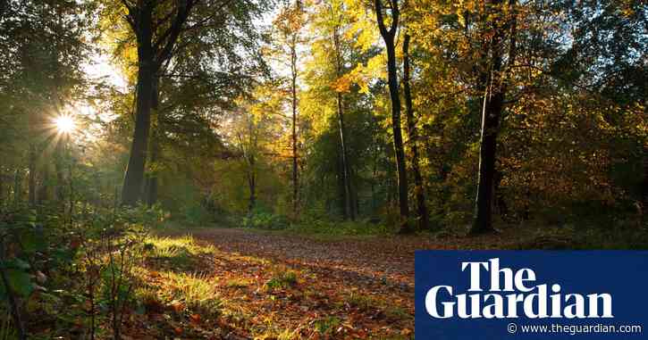 New forest to be created in west of England, with 20m trees planted by 2050