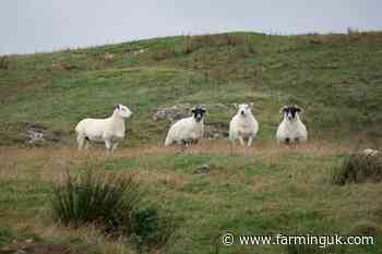 New NI agricultural framework 'completely neglects' sheep sector