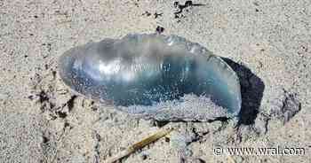 Be alert! Portuguese man o' war wash ashore at Emerald Isle