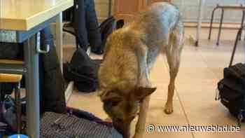 Politie controleert leerlingen op drugs (en vindt niets)