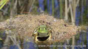 Der invasive Ochsenfrosch in Deutschland – ein Problem für Natur und Mensch?
