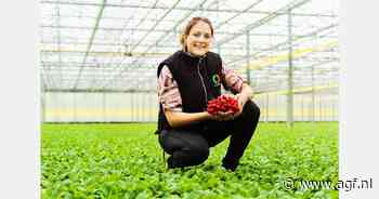 "Met een oogst van 14 hectare per week zitten we nu in Italië aan onze piek"