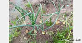 Merendeel Valenciaanse uien verloren