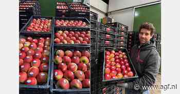 "Jaarrond typisch Nederlandse appel in het schap geeft vertrouwen en zekerheid in de hele keten"