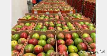 "Door logistieke uitdagingen wisselvalligheid in aanvoer Peruaanse mango's"
