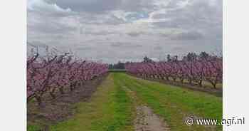 "Regen decimeert oogst vroege Spaanse pruimen"