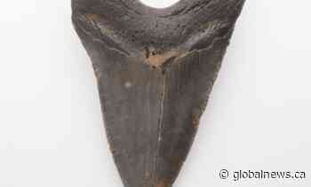 Teeth from million-year-old extinct shark species up for auction in Canada