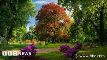 300-year-old Polish beech voted Tree of the Year