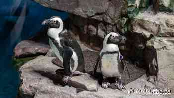 Elderly penguins are retiring in style on their own island at this Boston aquarium