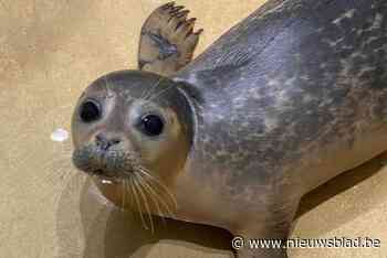 Na rustige periode vangt Sea Life plots vier jonge zeehondenpups op: “Ze zullen allemaal herstellen”